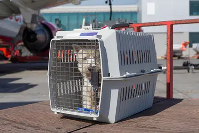 Transport des animaux à l'aéroport de Vatry XCR Airport
